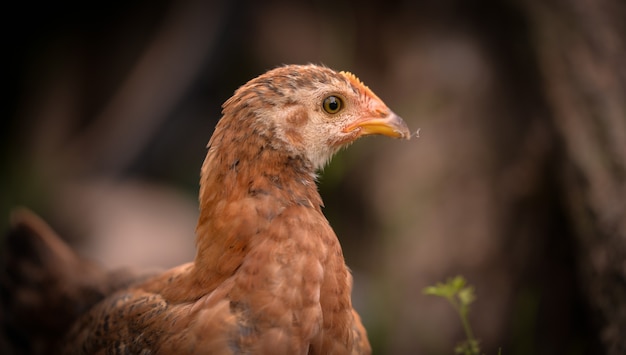 Primer plano de una cara de pollo marrón