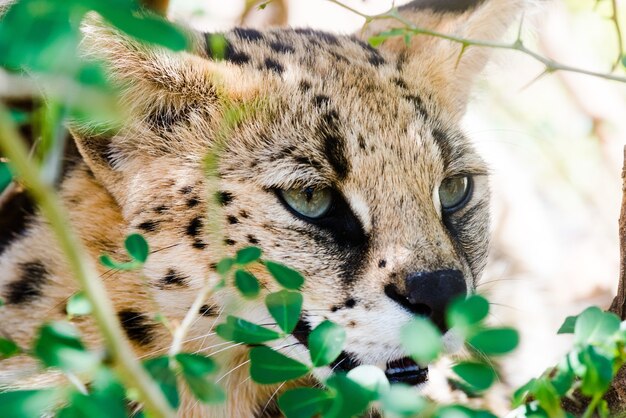 Primer plano de un Caracal salvaje con ojos verdes