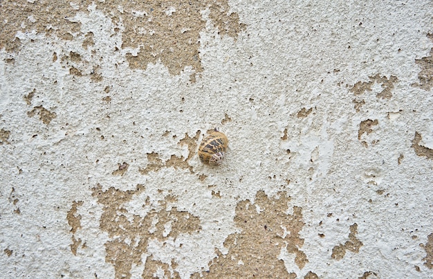 Primer plano de un caracol en un antiguo muro de hormigón, perfecto para papel tapiz