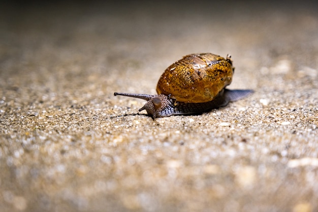 Primer plano de un caracol de mar en la playa