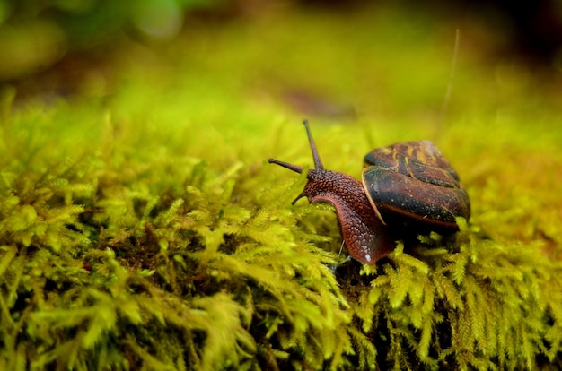 Primer plano de un caracol marrón en una concha arrastrándose sobre la hierba