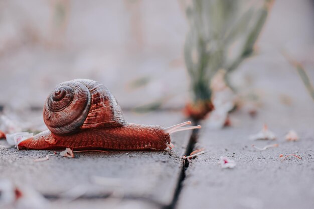 Primer plano de un caracol marrón en el suelo