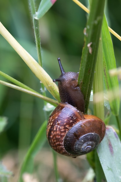 Primer plano de un caracol marrón tratando de trepar por un pasto verde