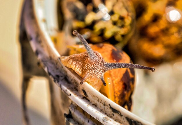 Primer plano de un caracol sobre un fondo borroso en las Islas Canarias