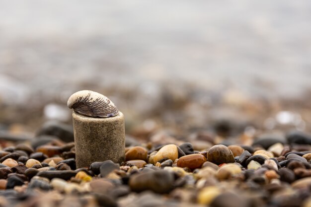 Primer plano de caracol sobre una roca rodeada de gravas