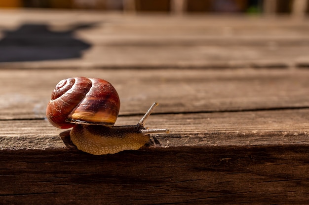 Primer plano de un caracol sobre una superficie de madera