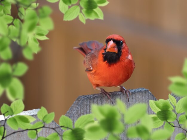 Primer plano de cardenal macho encaramado sobre una valla de madera