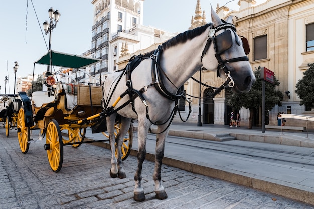 Primer plano de un carruaje con un caballo blanco en un casco antiguo