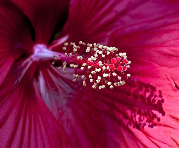 Primer plano del centro de polen de una flor de hibisco rosa