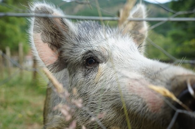 Primer plano de un cerdo gris en una granja con vallas de alambre en un día fresco