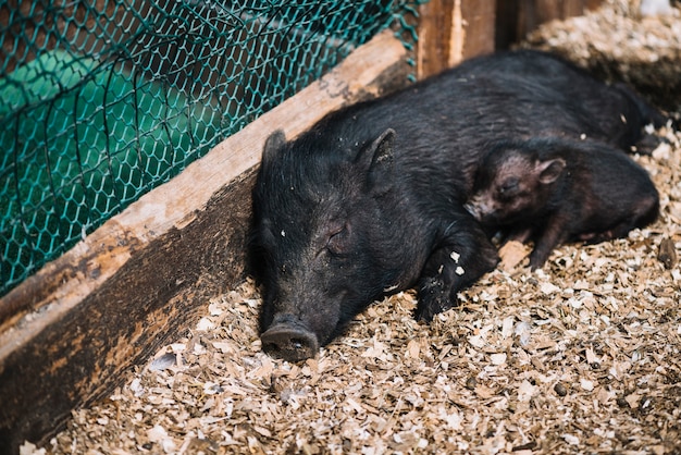 Foto gratuita primer plano de un cerdo hembra durmiendo con lechones en la granja