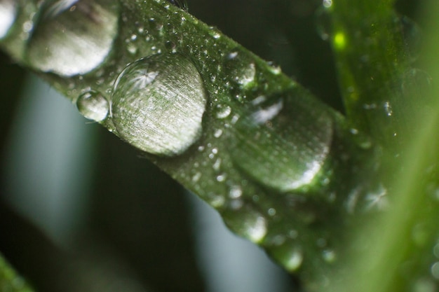 Primer plano de césped con gotas de lluvia