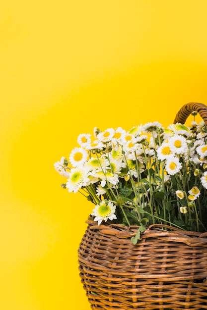 Foto gratuita primer plano de cesta de flores de chamomiles sobre fondo amarillo