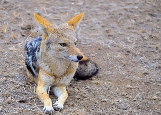 Primer plano de un chacal tirado en el suelo arenoso