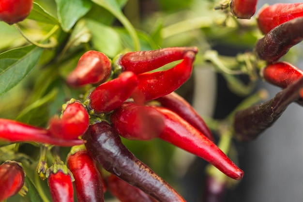 Primer plano de chiles rojos frescos