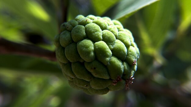 Primer plano de una chirimoya que crece en el árbol