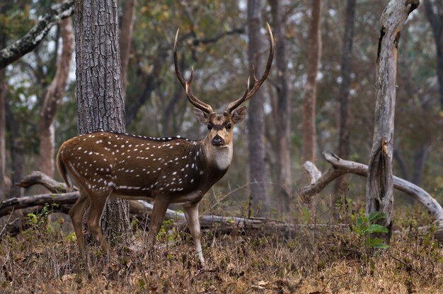 Primer plano de Chital en el Parque Nacional Mudumalai en India