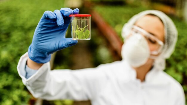 Primer plano de un científico que examina una muestra de planta en una botella de prueba mientras trabaja en un invernadero