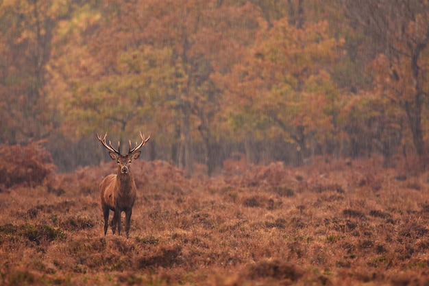 Foto gratuita primer plano de un ciervo en un bosque