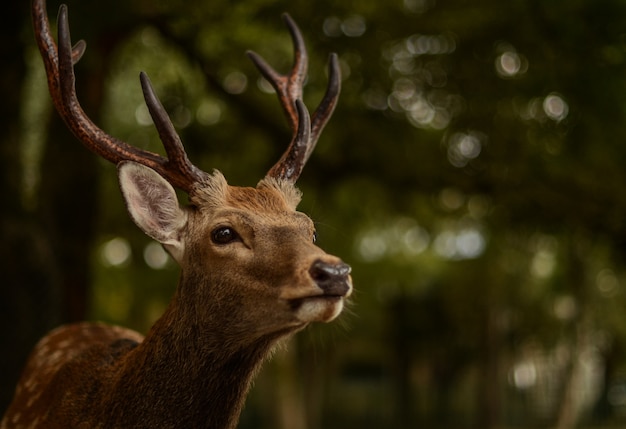 Primer plano de un ciervo en el parque de Nara, Japón