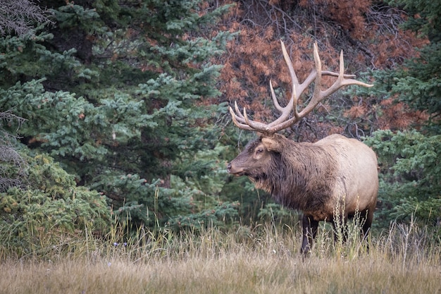 Foto gratuita primer plano de un ciervo wapiti en un bosque