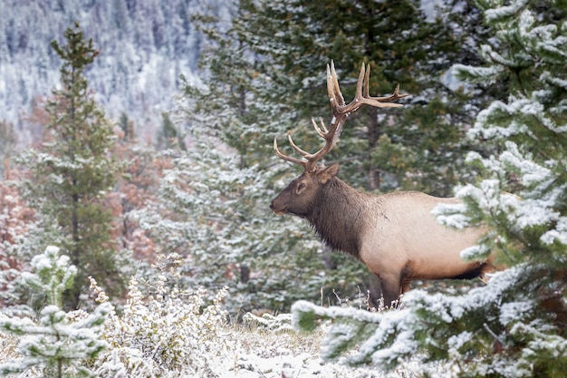 Primer plano de un ciervo wapiti en un bosque