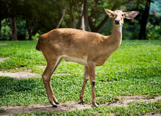 Primer plano de ciervos en el zoológico