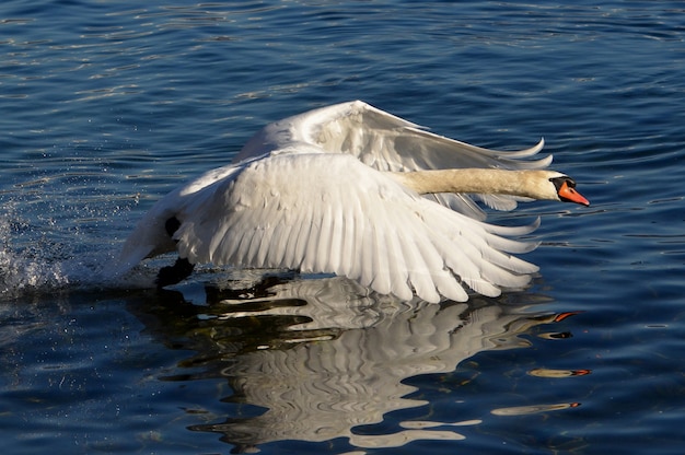 Primer plano de un cisne blanco nadando en el lago con las alas levantadas