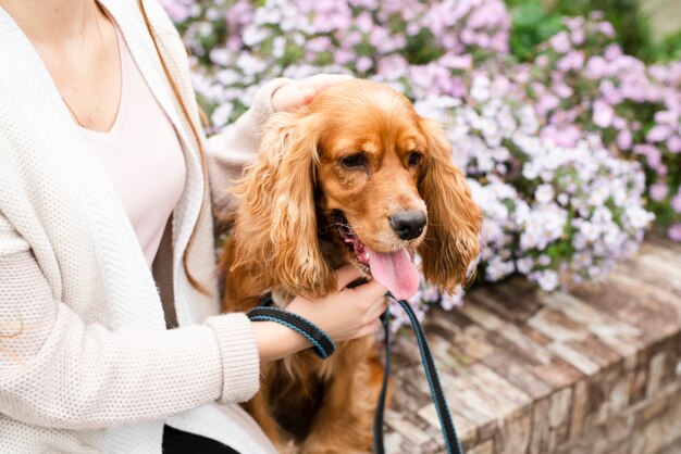 Primer plano cocker spaniel encantador al aire libre