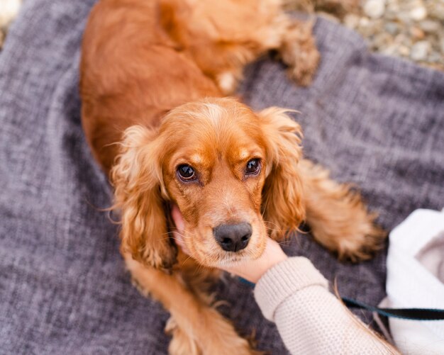 Primer plano cocker spaniel encantador