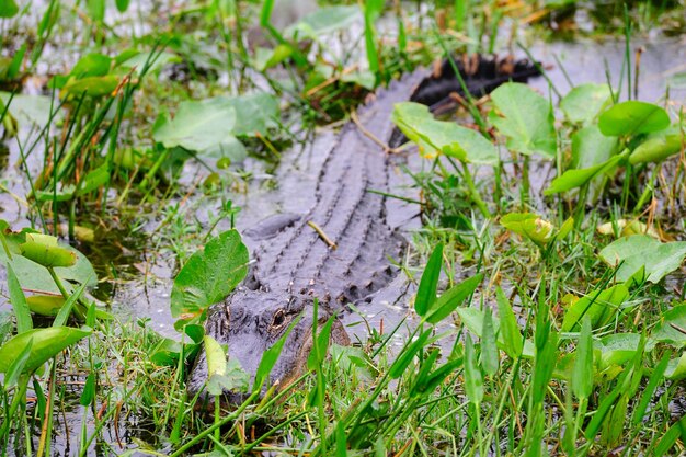 Primer plano de cocodrilo en estado salvaje en Gator Park en Miami, Florida.