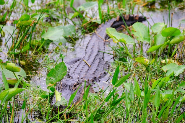 Primer plano de cocodrilo en estado salvaje en Gator Park en Miami, Florida.