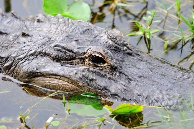 Primer plano de cocodrilo en estado salvaje en Gator Park en Miami, Florida.