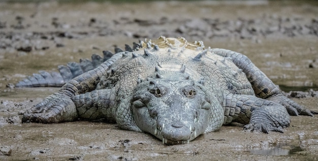 Primer plano de un cocodrilo gris tumbado en el barro durante el día