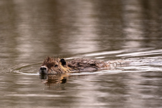 Primer plano de un coipo en el lago