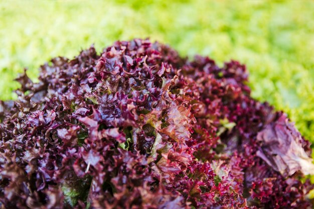 Primer plano de la col rizada roja cruda saludable en el mercado