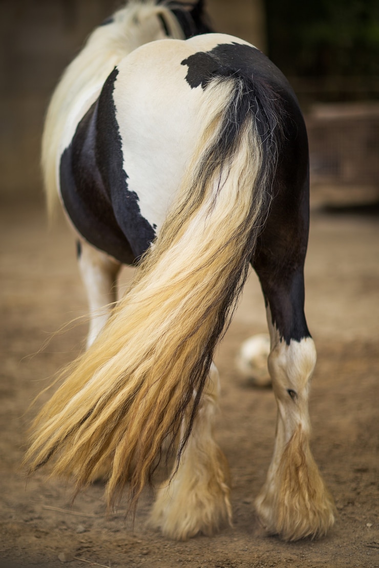 Foto gratuito primer plano de una cola de caballo en blanco y negro en un rancho bajo la luz del sol con un fondo borroso