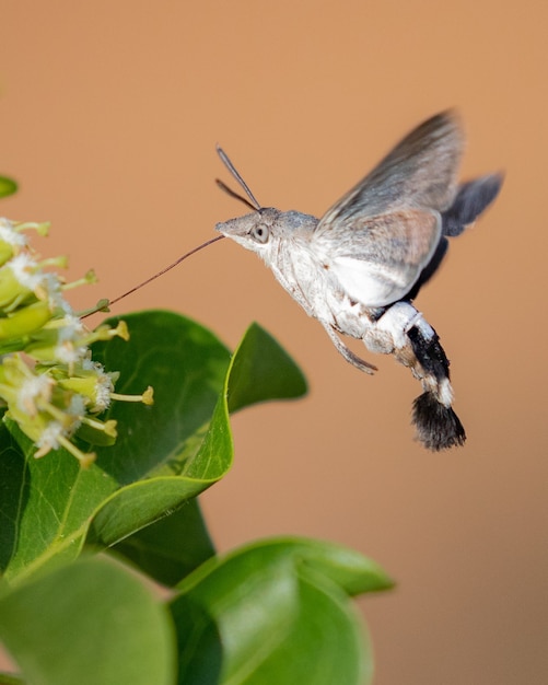 Primer plano de un colibrí hawk-moth recolectando néctares de una flor