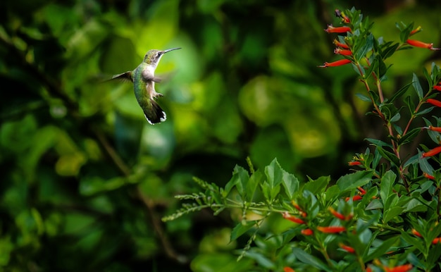 Primer plano de un colibrí verde junto a un árbol