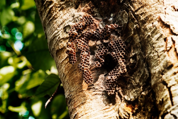 Primer plano de la colmena de abejas real en la corteza de los árboles