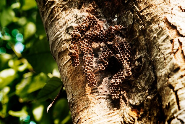 Primer plano de la colmena de abejas real en la corteza de los árboles