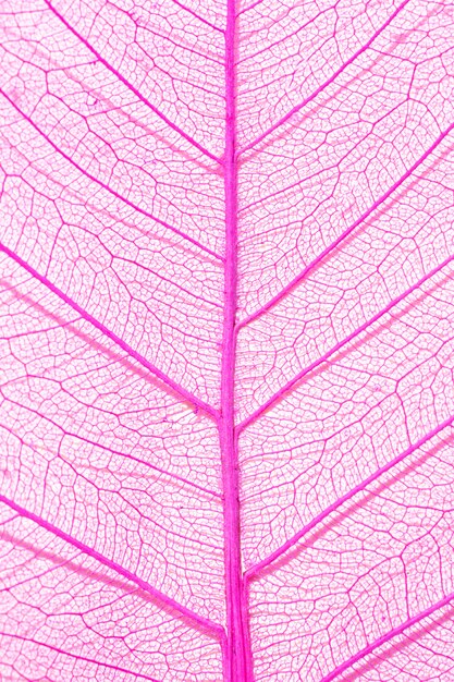 primer plano, de, coloreado, hoja de la planta