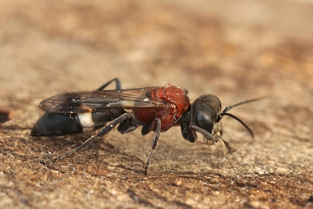 Primer plano de una colorida avispa francesa, Oryttus concinnus en el Gard