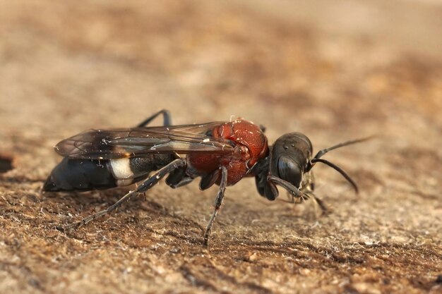 Primer plano de una colorida avispa francesa, Oryttus concinnus en el Gard