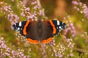 Foto gratuita primer plano de una colorida mariposa vanessa atalanta, con ala abierta