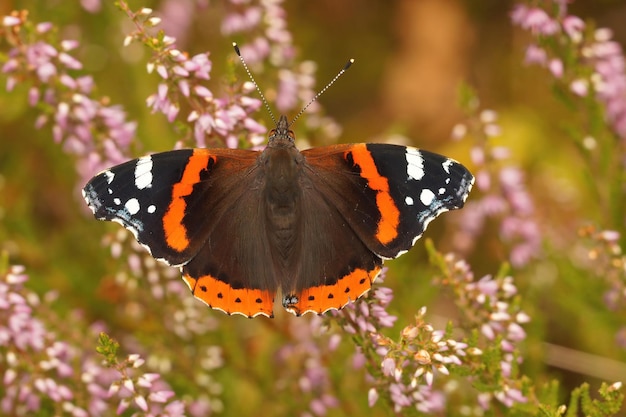 Primer plano de una colorida mariposa Vanessa atalanta, con ala abierta