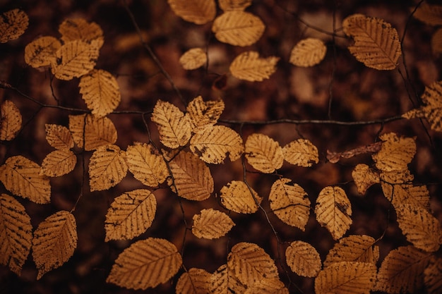 Primer plano de coloridas hojas de otoño en las ramas
