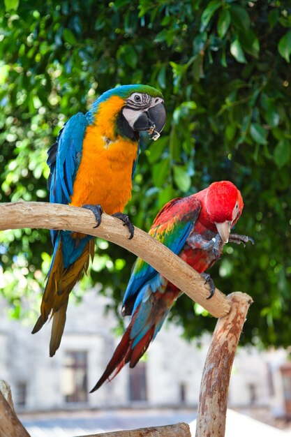 Primer plano de coloridos loros en Rodas, Grecia