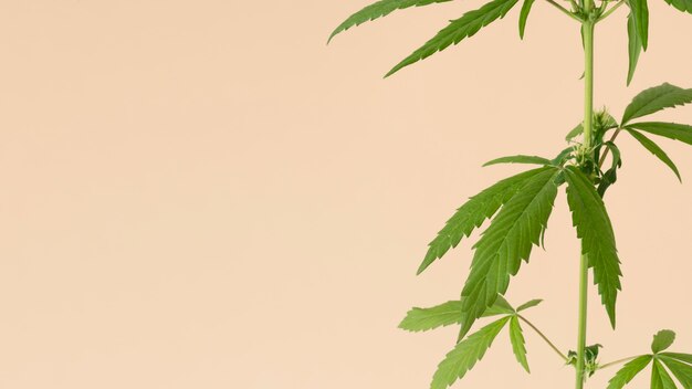 Primer plano de la composición de la hoja de cannabis