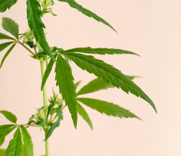 Primer plano de la composición de la hoja de cannabis